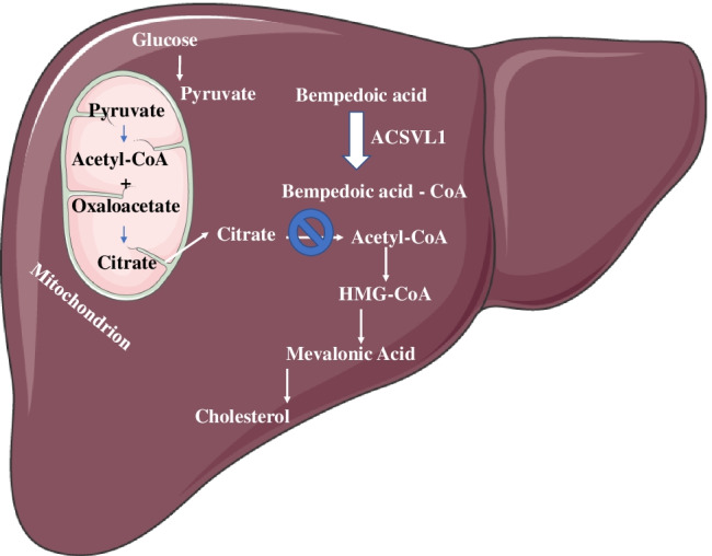 Efficacy of Bempedoic Acid, Novel Treatment for Elevated LDL Cholesterol