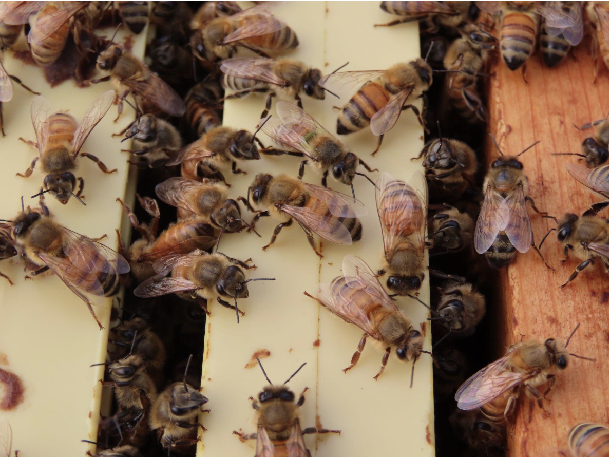 From Bees to Broader Biology: Insights into Gut Microbiome Assembly and Stability