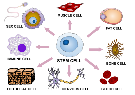 Stem Cells: An Overview
